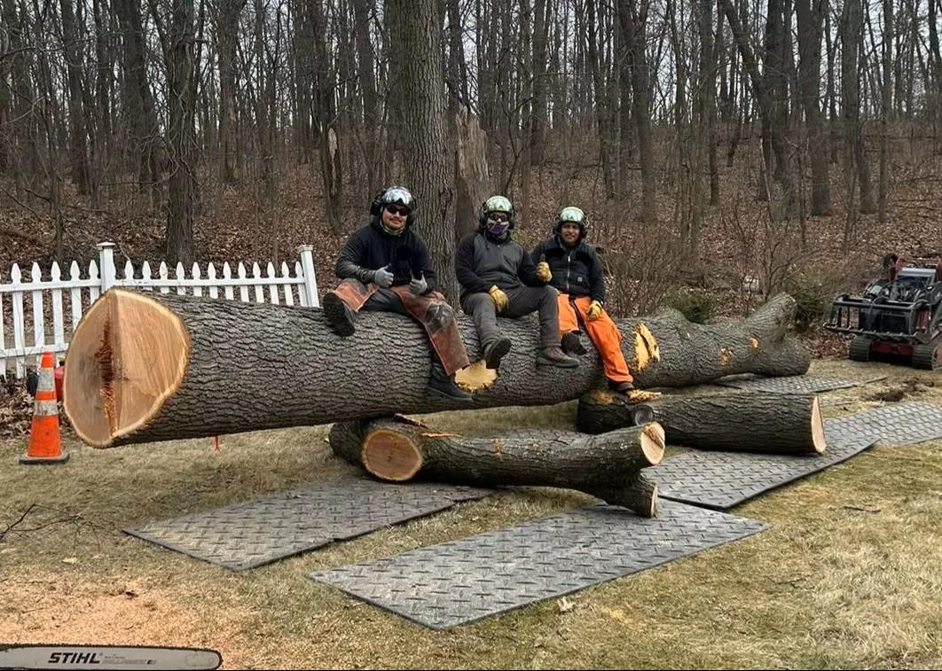 A forest filled with lots of tall trees