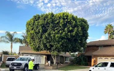 Tree Trimming near me 