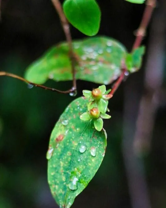 new leaf with dew