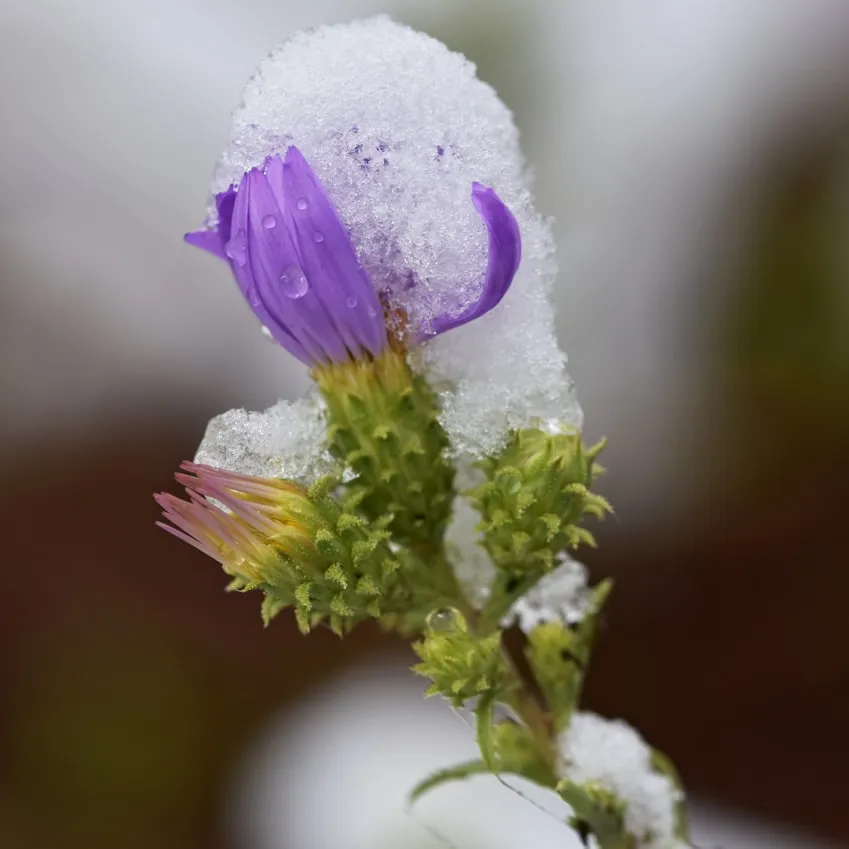 flower-coming-through-snow