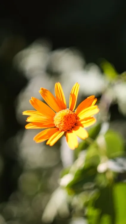 sunflower turning toward sun