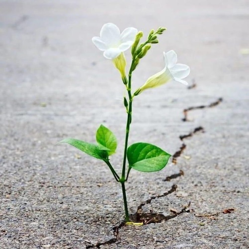 Growing Forward: Bloom Where You're Planted--Even When the Soil Feels Hard
