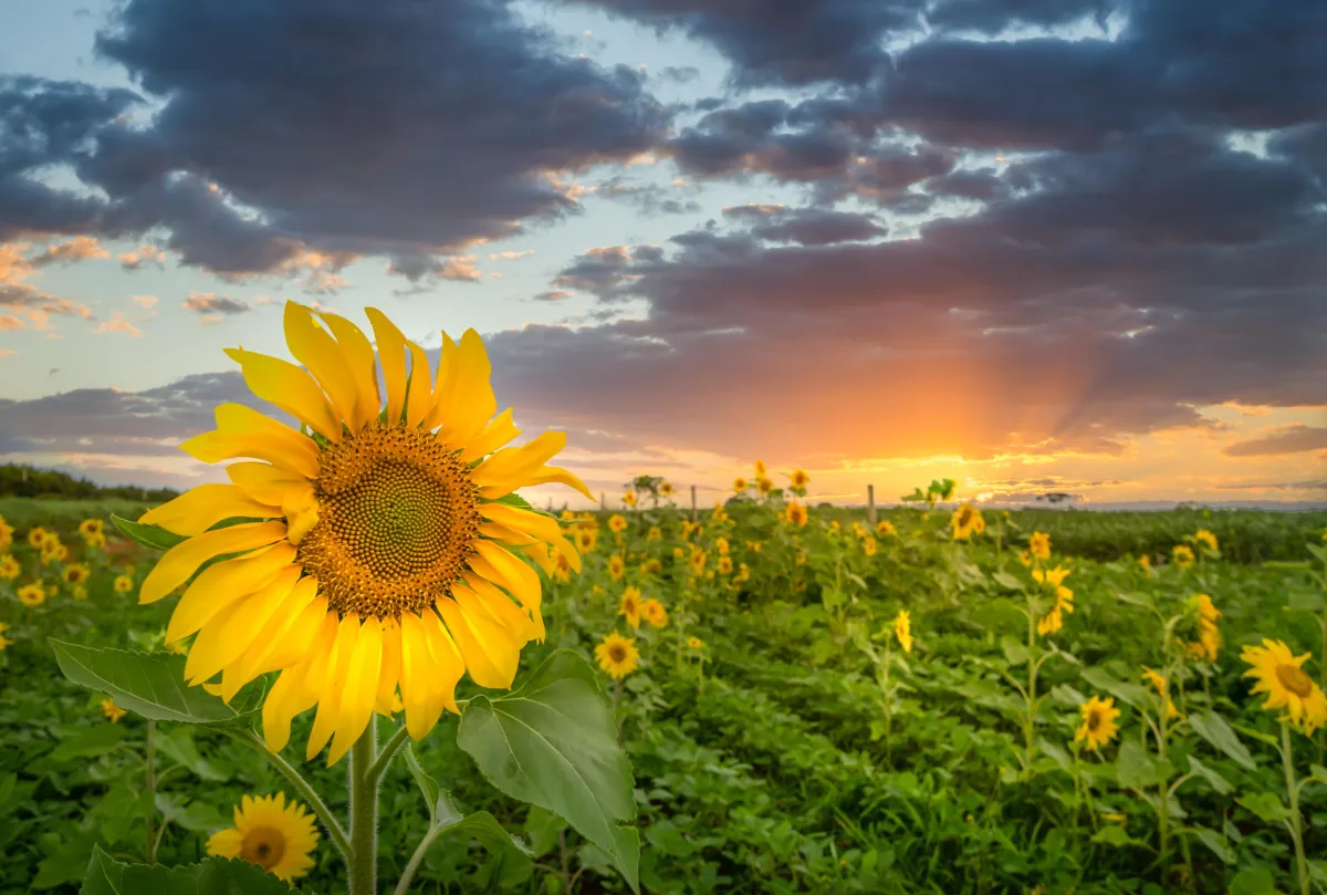 Manhattan, Kansas