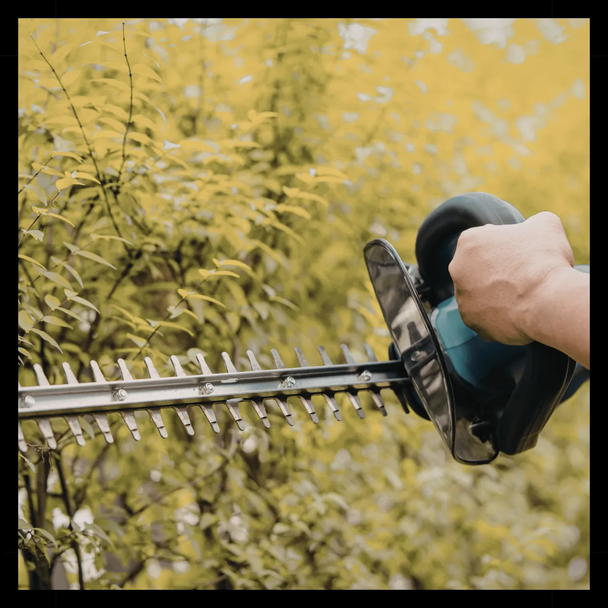Hedge Triming in Glasgow
