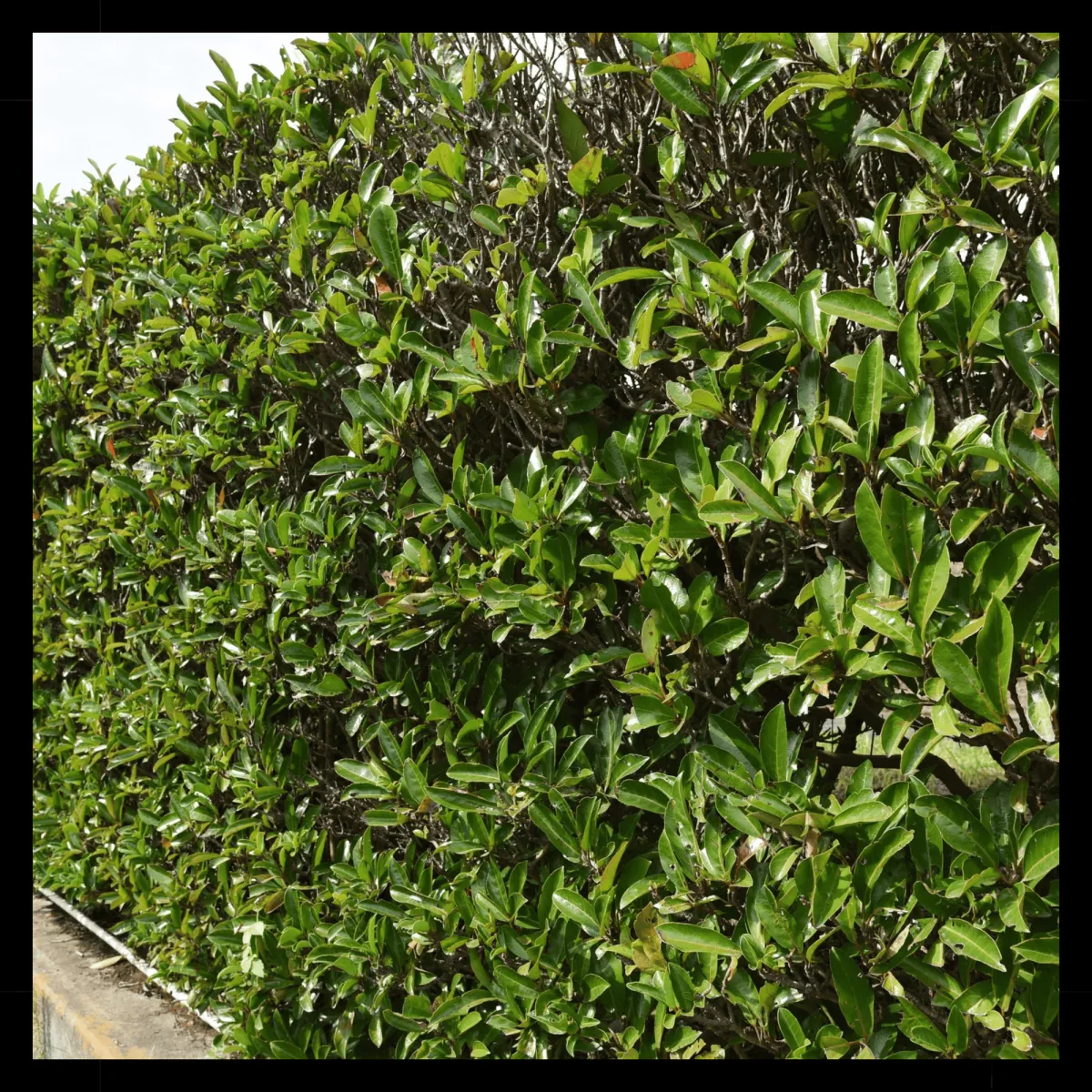 Hamilton Hedge Triming