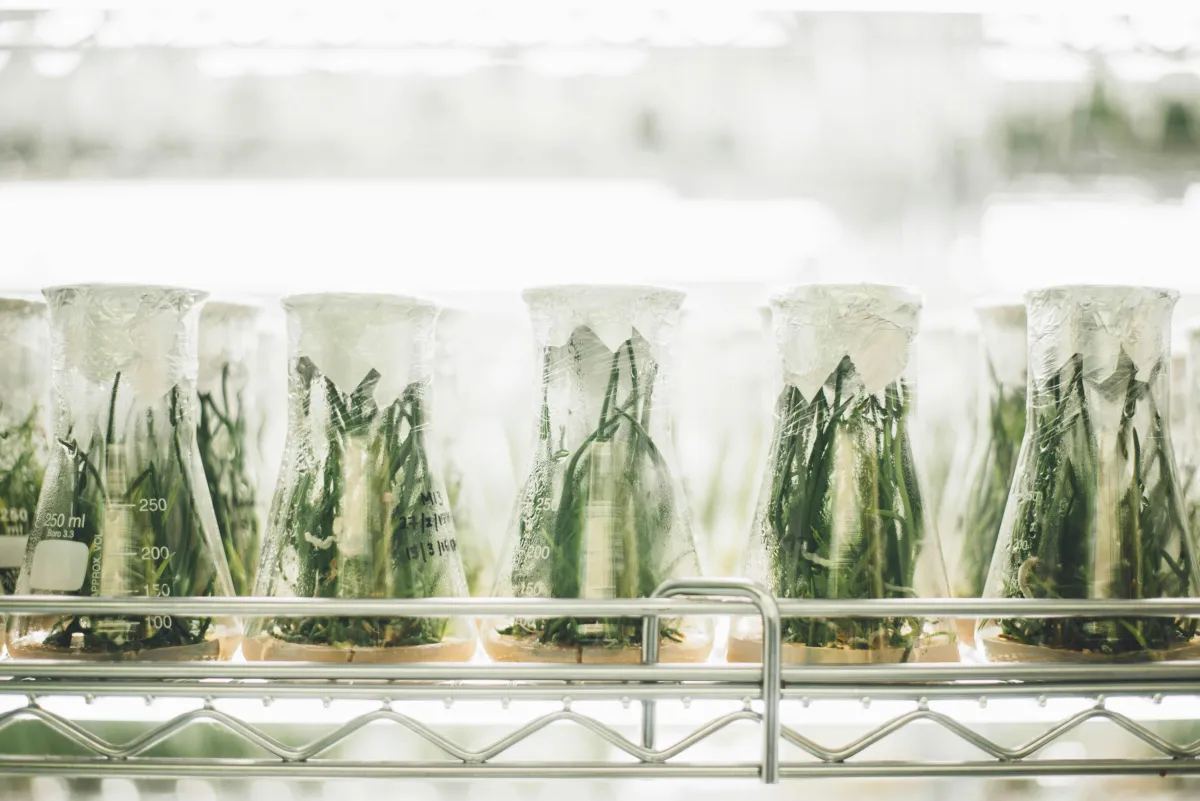 Focus on Majors: Biology