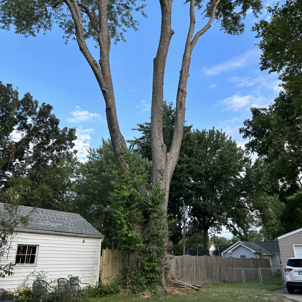 Bucket truck pruning tall tree
