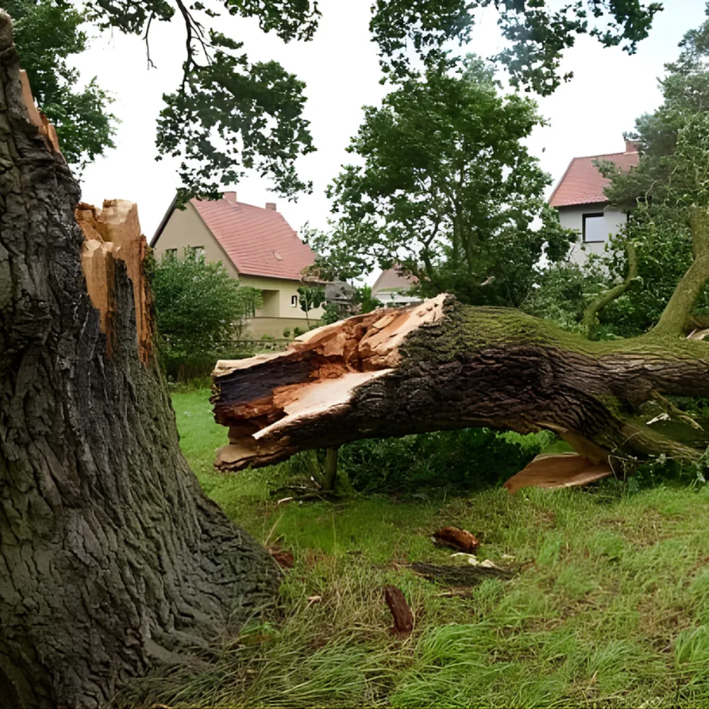 Broken tree trunk after storm damage