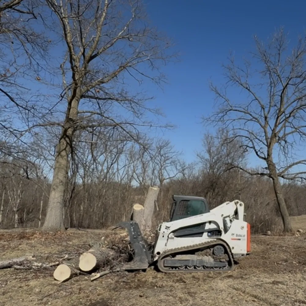 A tree climber cutting branches with a chainsaw while secured by ropes. This shows professional arborist pruning or sectional removal in a standing tree.