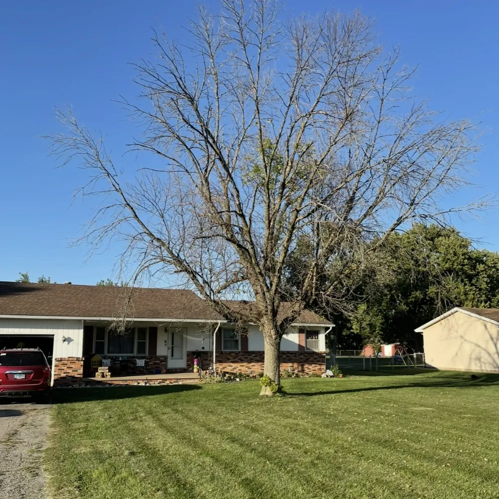An excavator pulling a tree stump from the ground. The root ball is exposed. This is full stump and root removal, often used for construction prep.