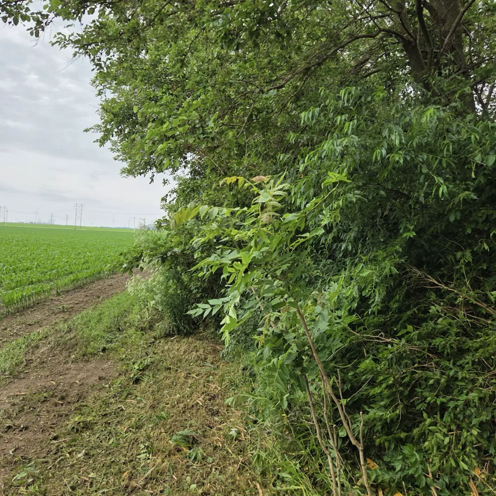 A tree climber cutting branches with a chainsaw while secured by ropes. This shows professional arborist pruning or sectional removal in a standing tree.