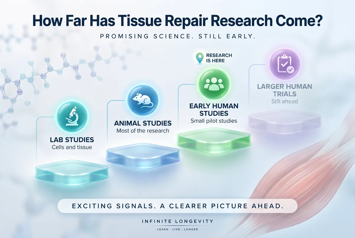 Alt text: Infographic showing tissue repair peptide research progressing from lab and animal studies to early human studies, with larger human trials still ahead.