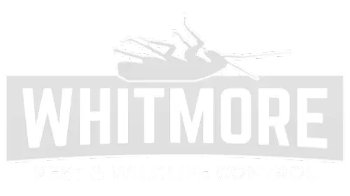 Cu Solutions and Whitmore Pest Control: Local home service experts serving Parker and Denver, Colorado.