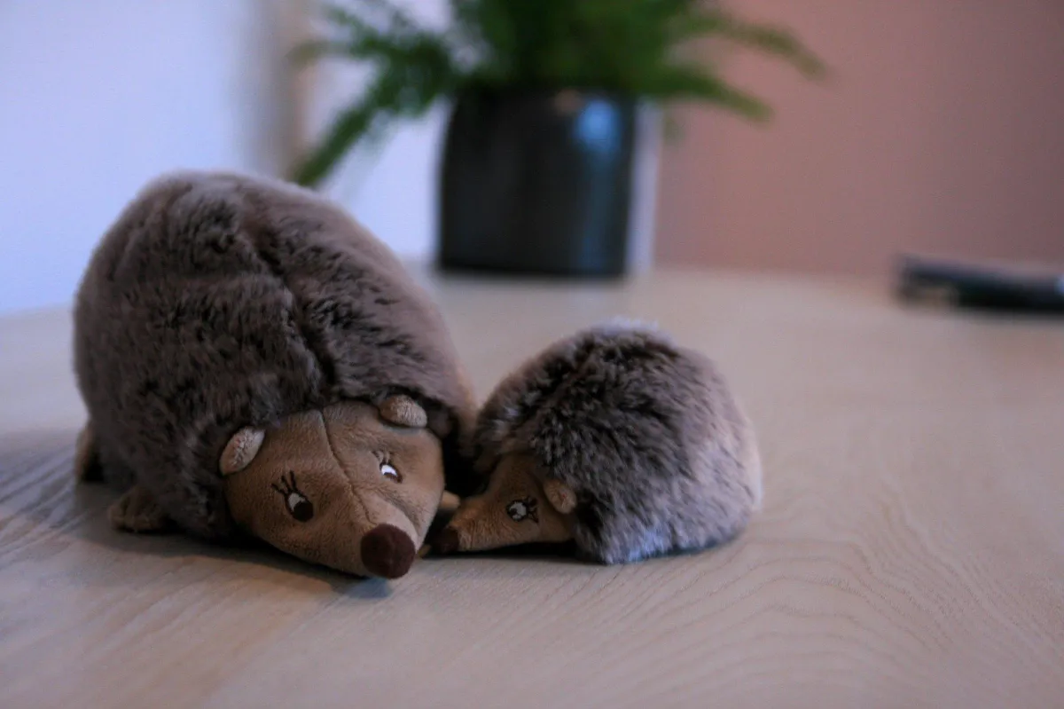 Foto van een volwassen egel en een jonge egel die de steun en groei symboliseert die met HAPPY coaching voor neurodivergente kinderen bereikt kan worden.