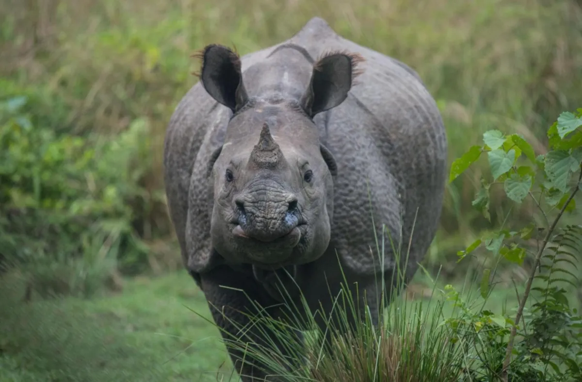 Chitwan National Park
