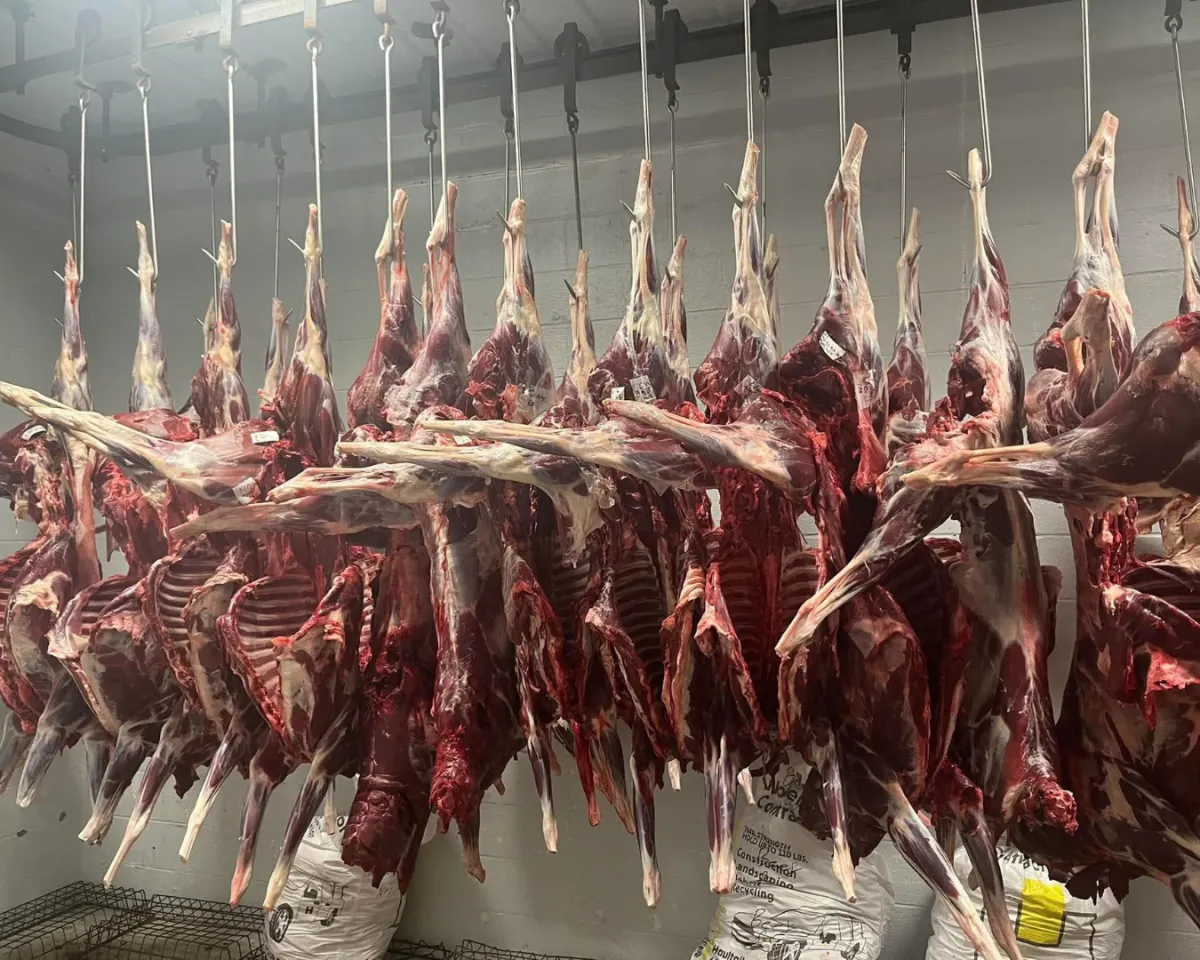 Beef carcasses hanging in a refrigerated processing room at Sullivan Meat Locker, a custom meat processing and butcher shop in Sullivan, Missouri.