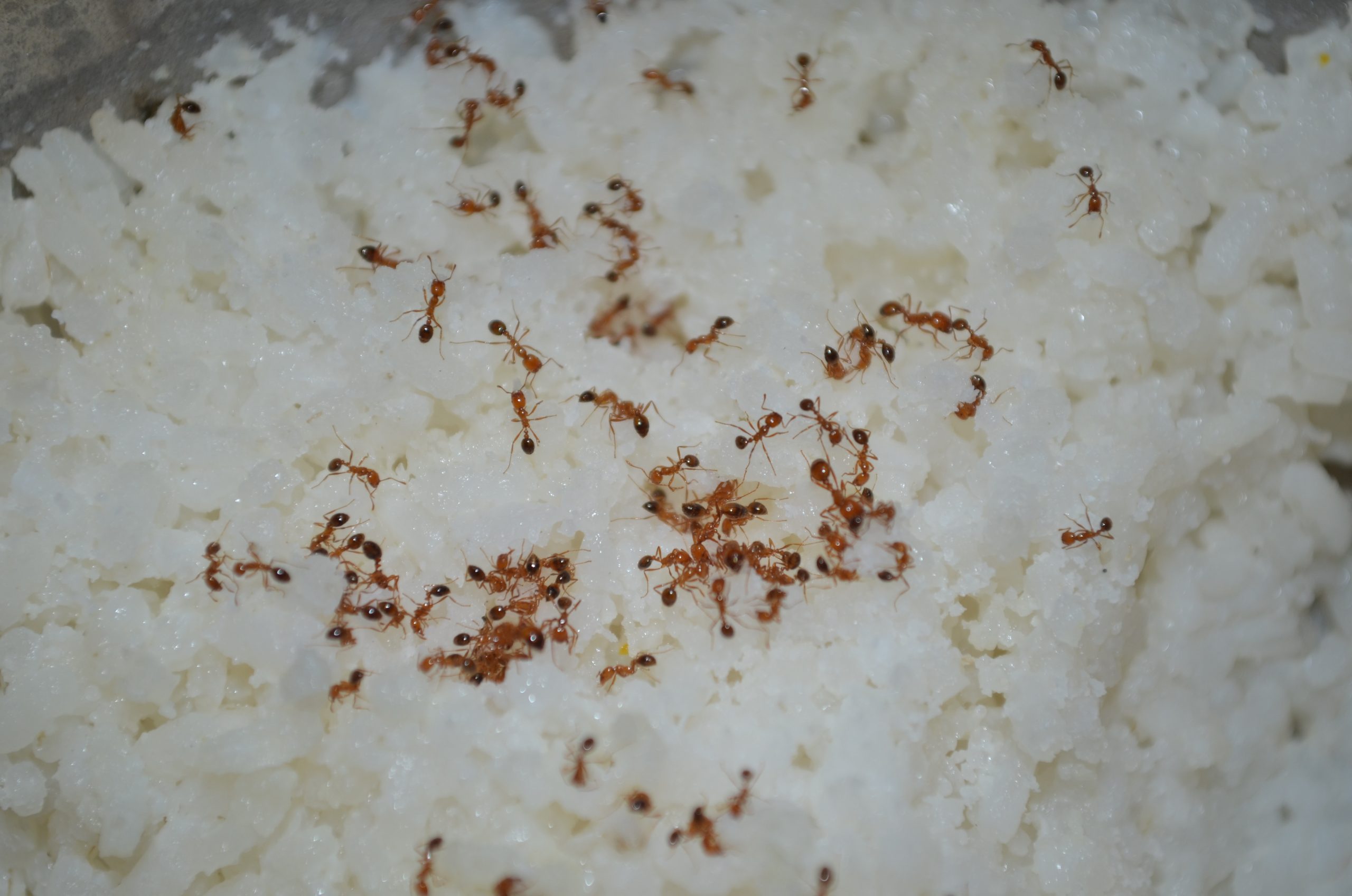 How Do I Keep Ants from Invading My Mobile Home?