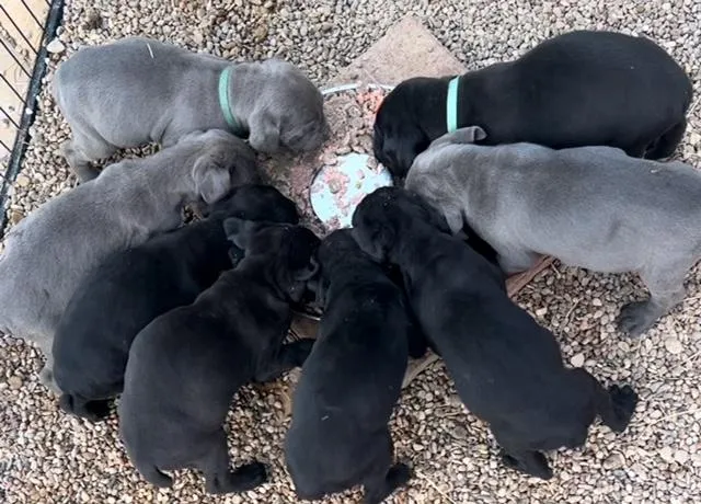 Texas Cane Corso Puppies