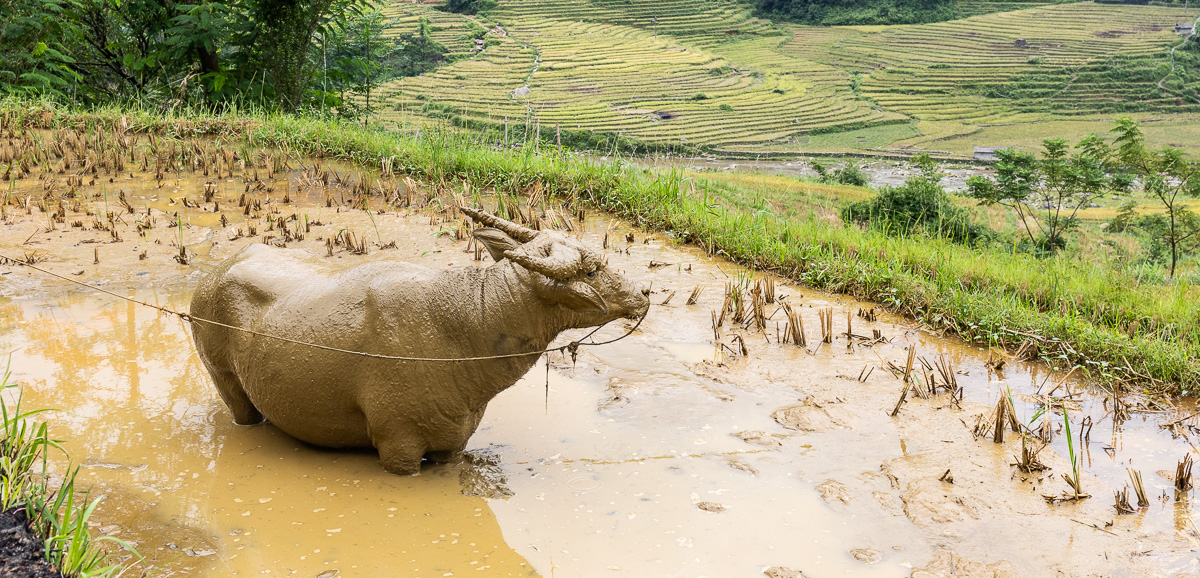 Sapa - Vietnam - Van Jude Travels-2.