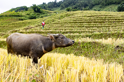 Sa Pa - Vietnam - Van Jude Travels