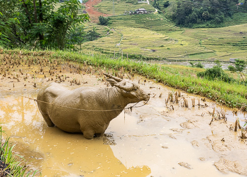 Sapa - Vietnam - Van Jude Travels-2