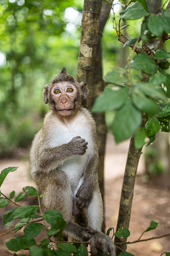 Angkor Thom - Siem Riep - Cambodia - Van Jude Travels