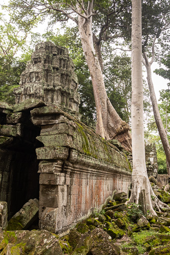 Ta Prohm temple Siem Riep - Cambodia - Van Jude Travels