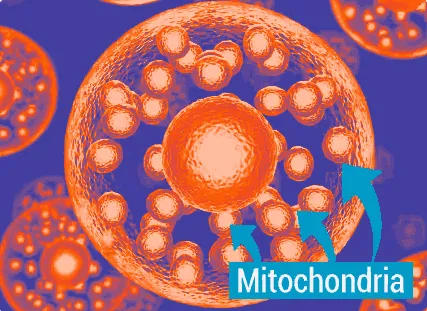 mitochondria-for-weight-loss