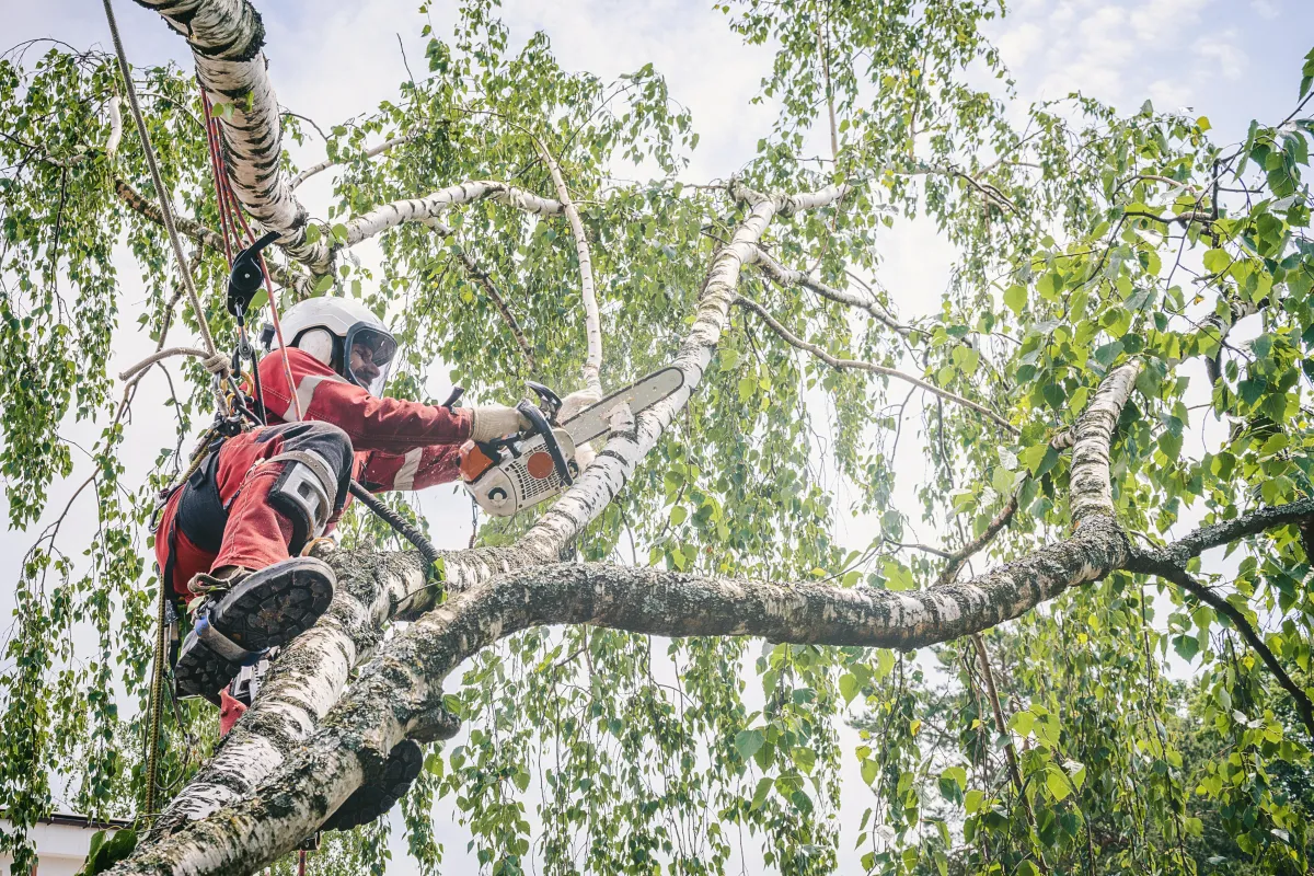 Expert arborist performing tree trimming from a crane in Atlanta, showcasing advanced techniques for precise canopy shaping and maintenance. Our professional services ensure the optimal health and aesthetics of your trees in urban landscapes.