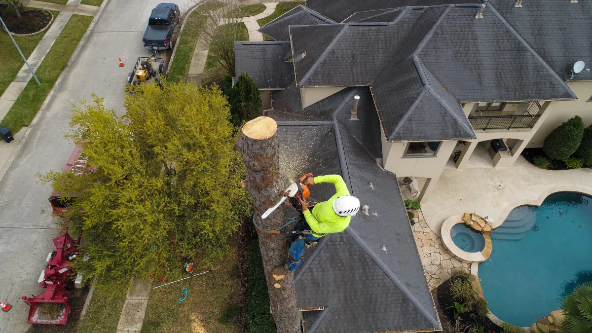 Two professionals in a crane carefully inspecting a partially trimmed large tree, showcasing our meticulous tree trimming services. Our team combines expertise and precision to ensure the health and structural integrity of your trees while enhancing the overall aesthetic appeal.