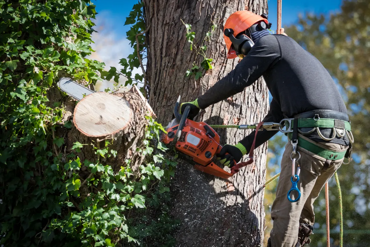 Skilled tree service professional using a chainsaw to carefully remove a large branch, demonstrating expertise in precise tree trimming for enhanced health and structural integrity.