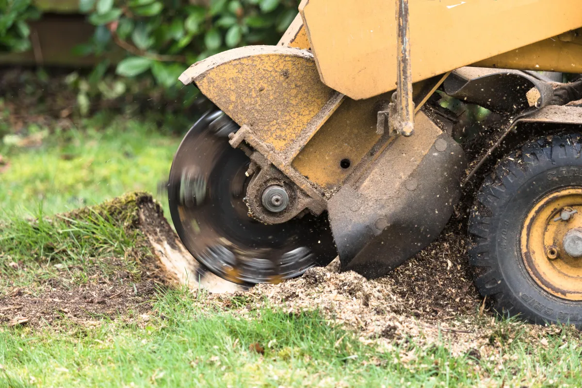 Specialized stump grinding service in Atlanta, seamlessly removing unsightly tree stumps from your landscape. Our professional team employs advanced equipment to ensure efficient and thorough stump removal, leaving your outdoor space clean and visually appealing.