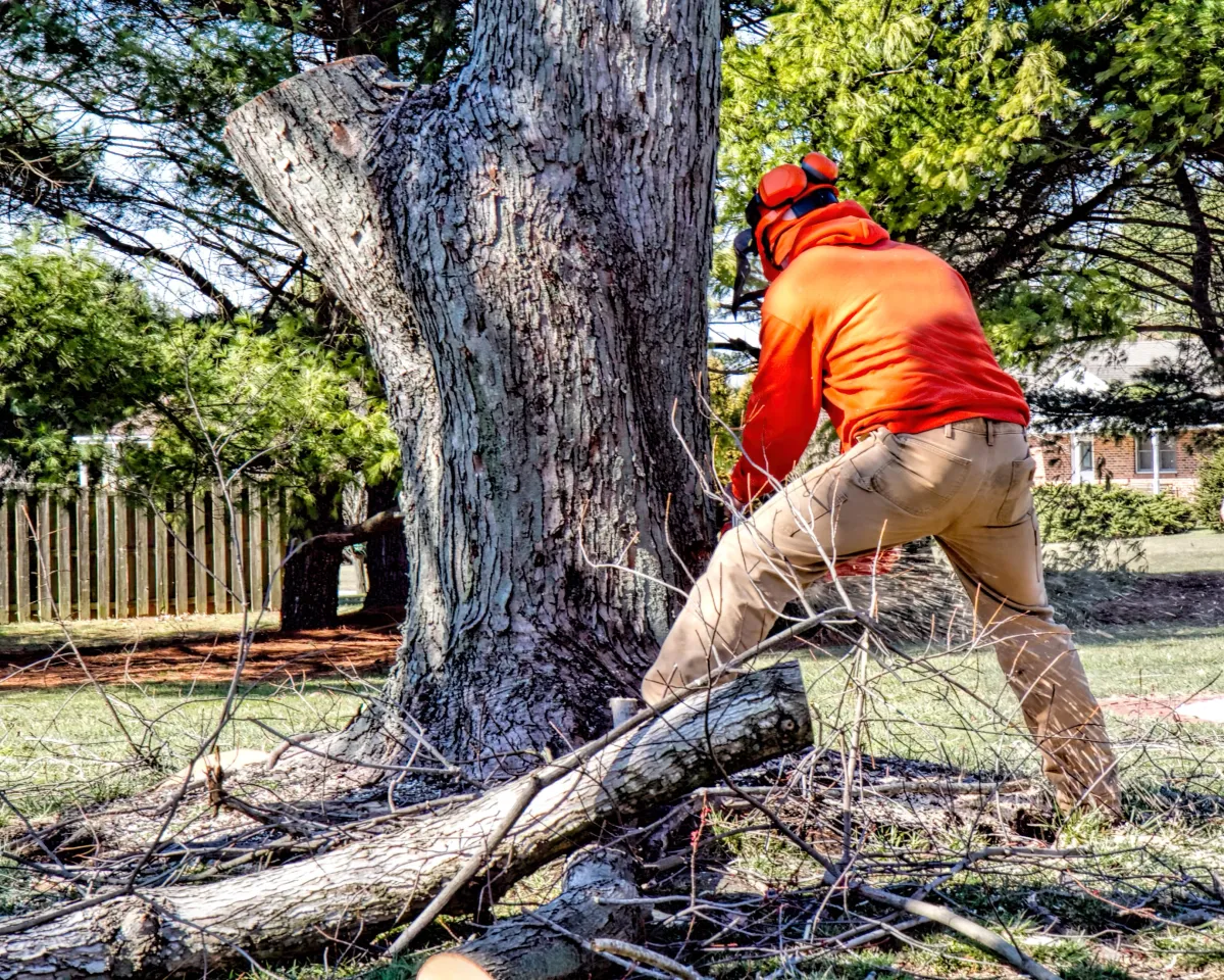 Professional arborist using a chainsaw to safely and efficiently perform tree removal service, ensuring precision and safety in the tree care process.