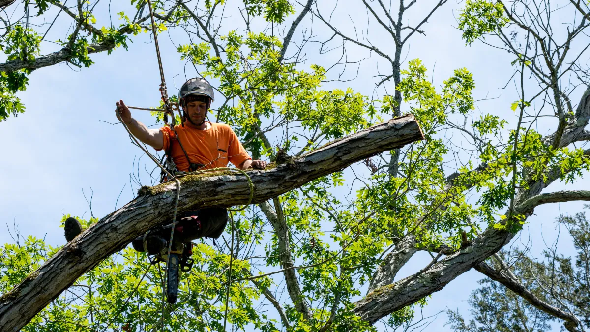 Professional arborist securely tied to a tree, skillfully pruning branches for enhanced health and structure. Our expert tree pruning services ensure meticulous care and safety, promoting the long-term vitality of your trees.