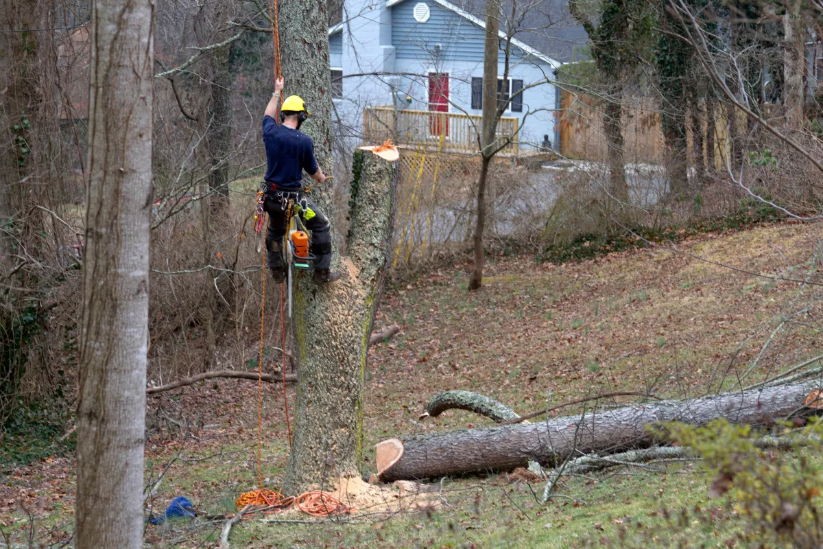 Experienced tree service professional standing in front of a large tree being safely and skillfully chopped down in a homeowner's lawn. Our expert tree removal services prioritize safety and efficiency, transforming landscapes with precision and care.