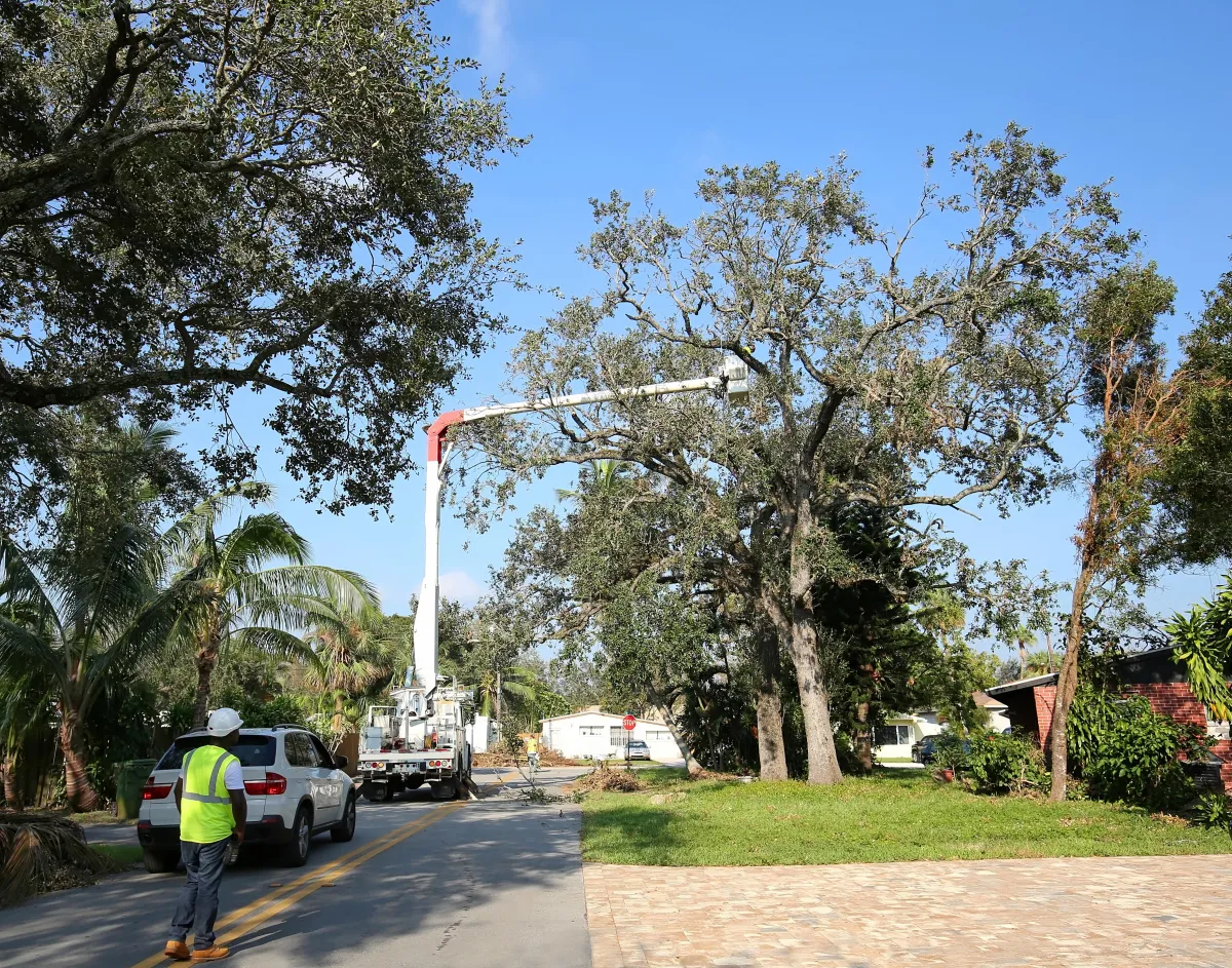 State-of-the-art crane in action, expertly trimming a towering tree in the heart of Atlanta. Our specialized tree trimming services, enhanced by advanced equipment, ensure the health and beauty of large trees while maintaining the urban landscape.