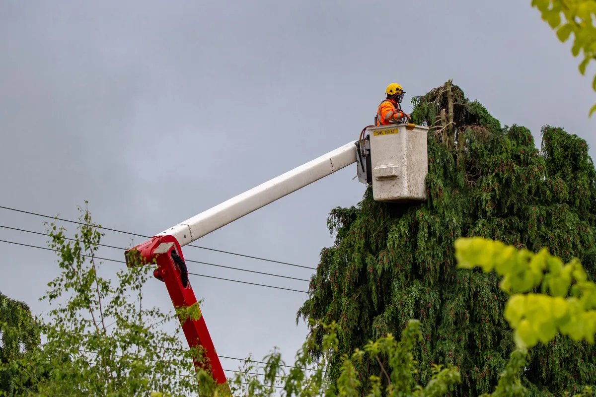 Cost-effective tree trimming in Atlanta with a professional in a crane, offering quality services at a great price. Elevate your tree care experience with skilled expertise that fits your budget.