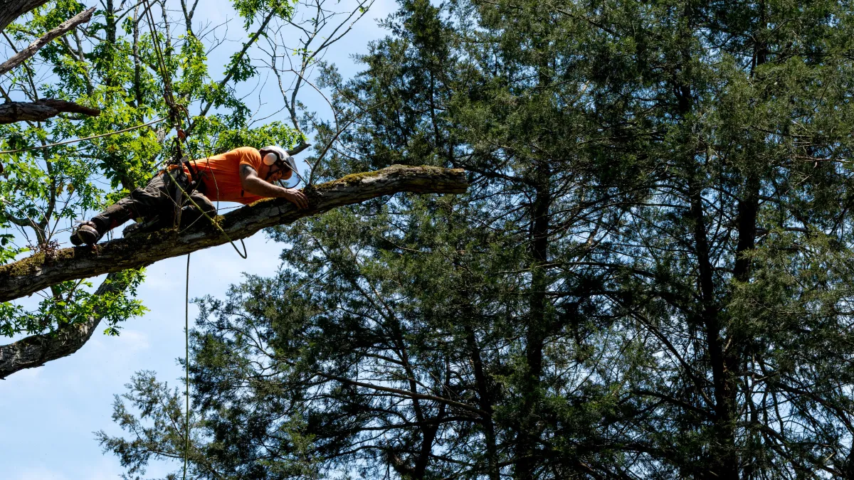 Proficient arborist in a crane, meticulously trimming branches from a towering tree. Our specialized tree trimming services, performed with precision and advanced equipment, ensure the health and beauty of tall trees while prioritizing safety and expertise.