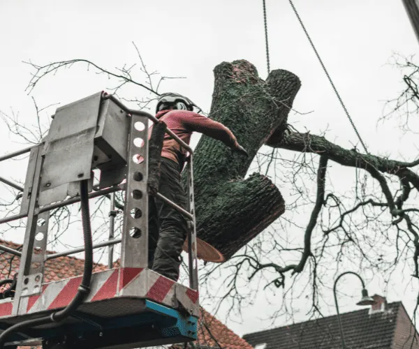 Tree Reports