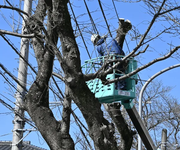 Bankstown House Powerlines Pruning