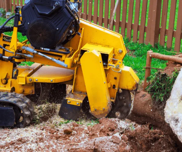 Dead and Dangerous Tree Removal