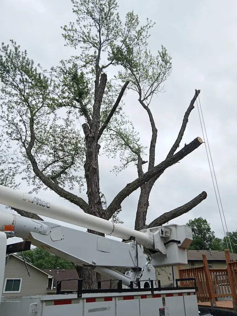 Tree Trimming & Pruning Services
