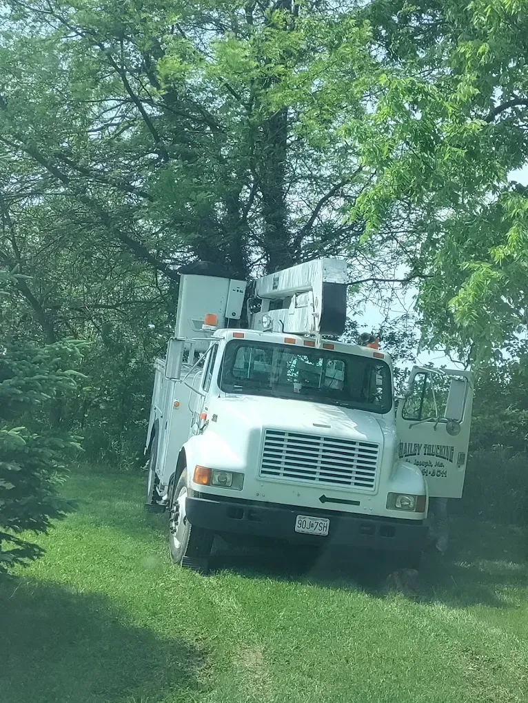 Tree Removal