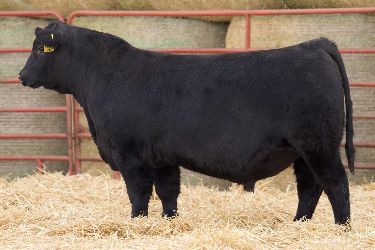 Lau Angus Bull: Lau Commerce 464 AAA# 21050921