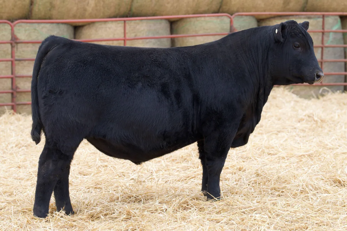 Lau Angus Bull: Lau Commerce R 1704  AAA# 21050877