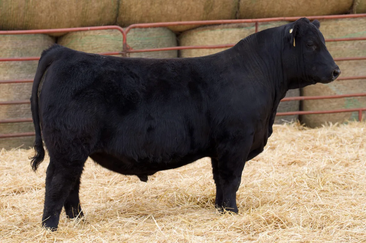 Lau Angus Bull: Lau Prolific 454  AAA# 21051059