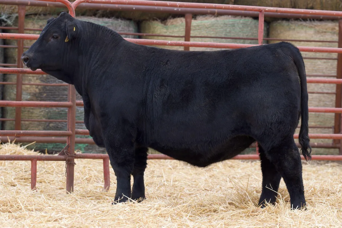 Lau Angus Bull: Lau Prolific 934  AAA# 21051067