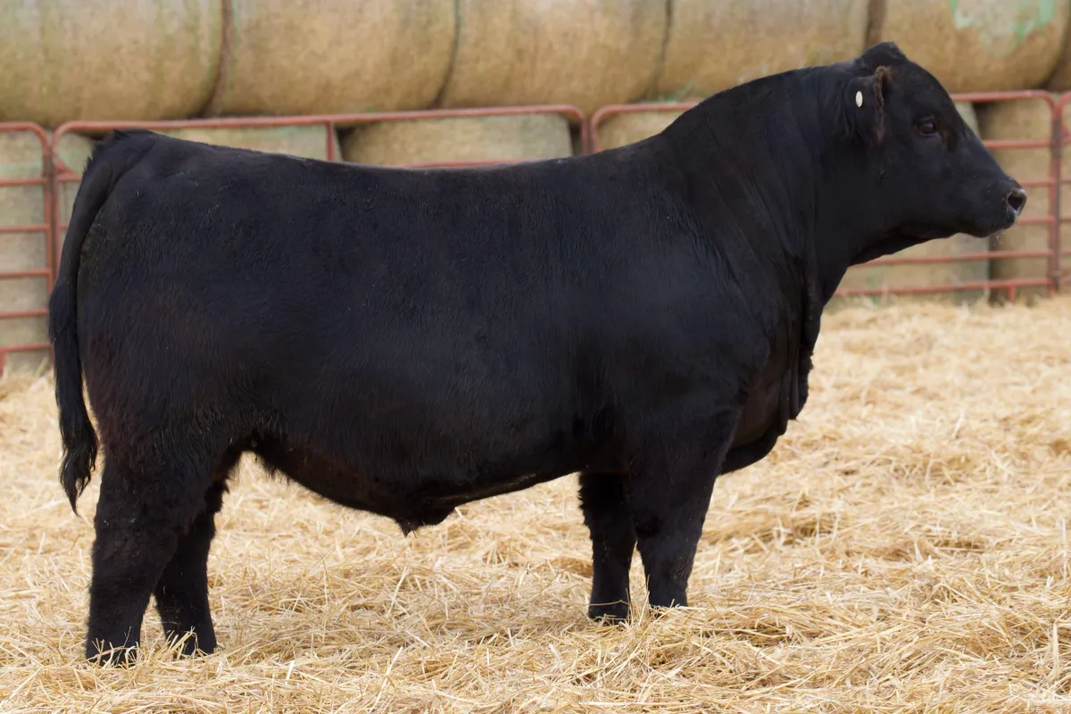 Lau Angus Bull: Lau Prolific 14 AAA# 21051068