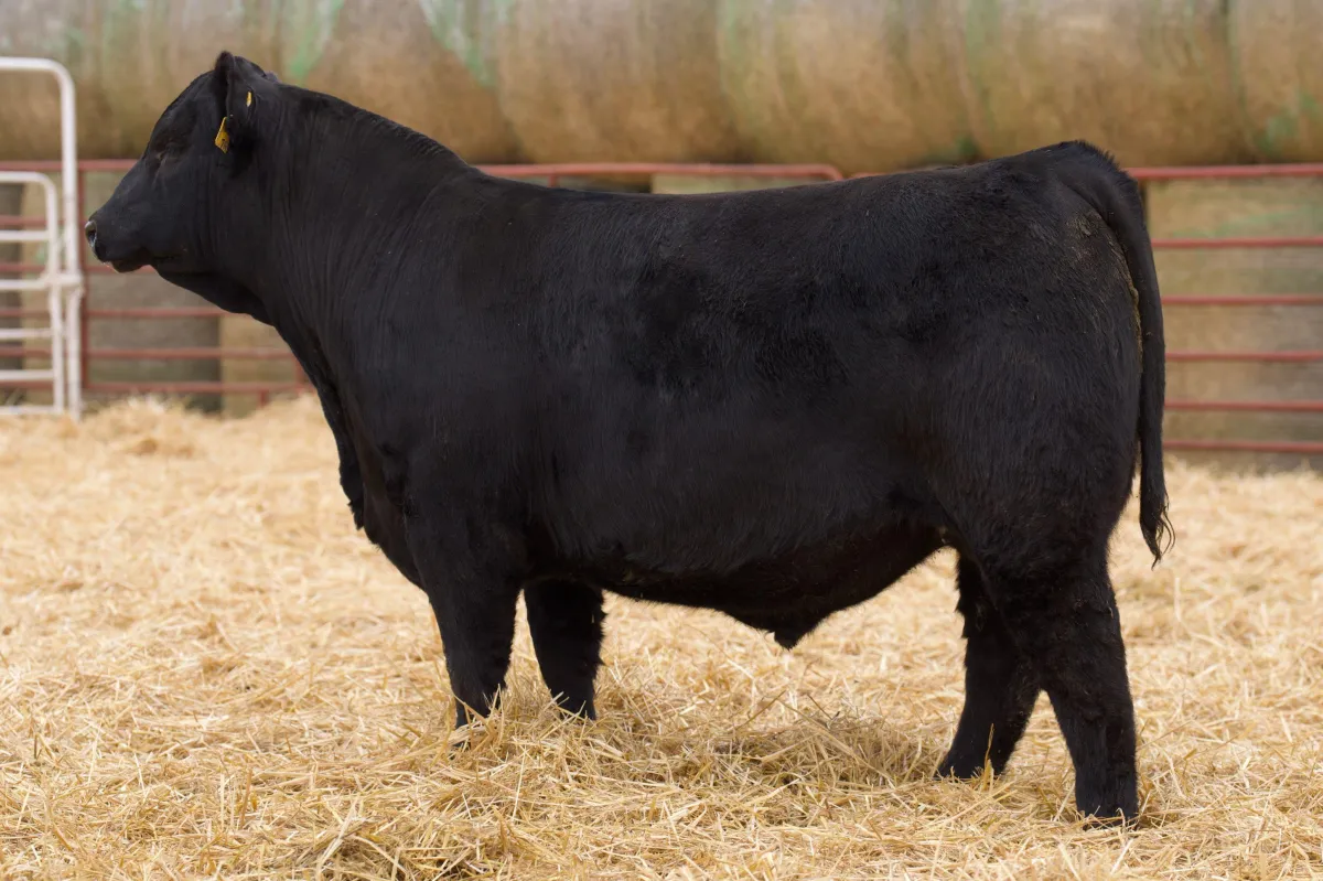 Lau Angus Bull: Lau Commerce 714  AAA# 21050937