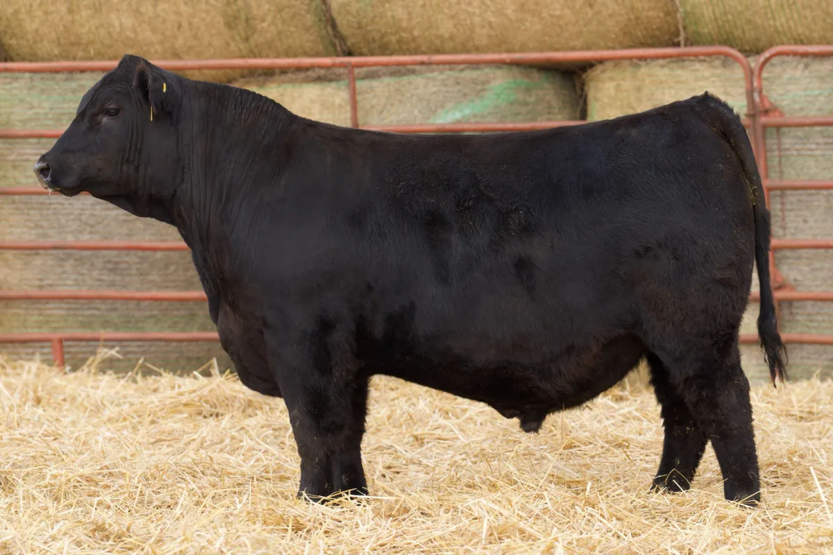 Lau Angus Bull: Lau Prolific 194  AAA# 21051057